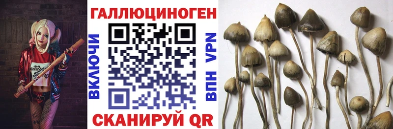купить наркотик  Семёнов  Псилоцибиновые грибы Psilocybine cubensis 